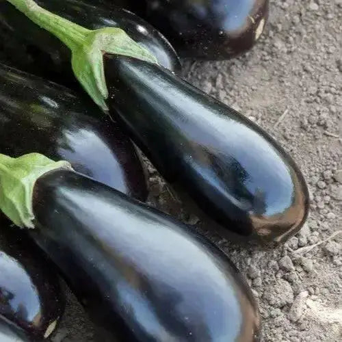 SANTANA Eggplant Seeds, ANNUAL  Vegetable - Caribbean garden seed