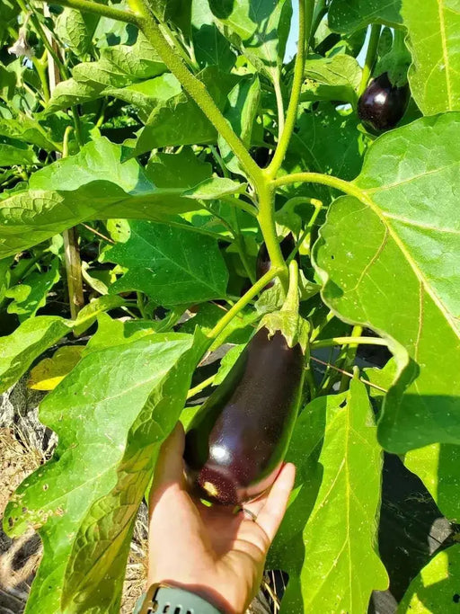 SANTANA Eggplant Seeds, ANNUAL  Vegetable - Caribbean garden seed