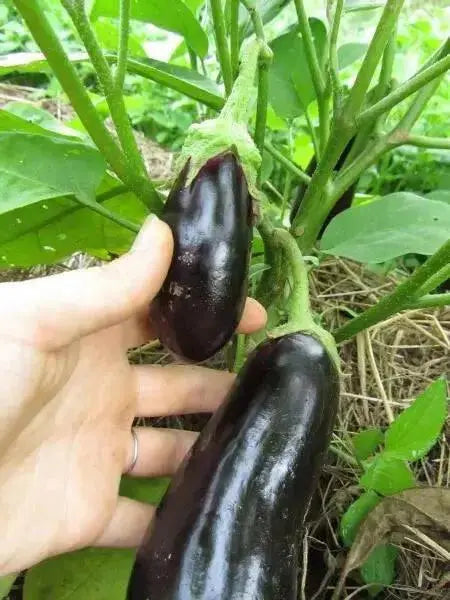 SANTANA Eggplant Seeds, ANNUAL  Vegetable - Caribbean garden seed