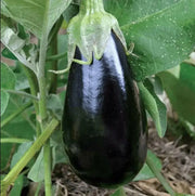 SANTANA Eggplant Seeds, ANNUAL  Vegetable - Caribbean garden seed