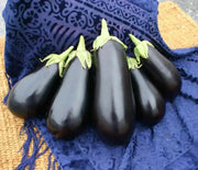 SANTANA Eggplant Seeds, ANNUAL  Vegetable - Caribbean garden seed