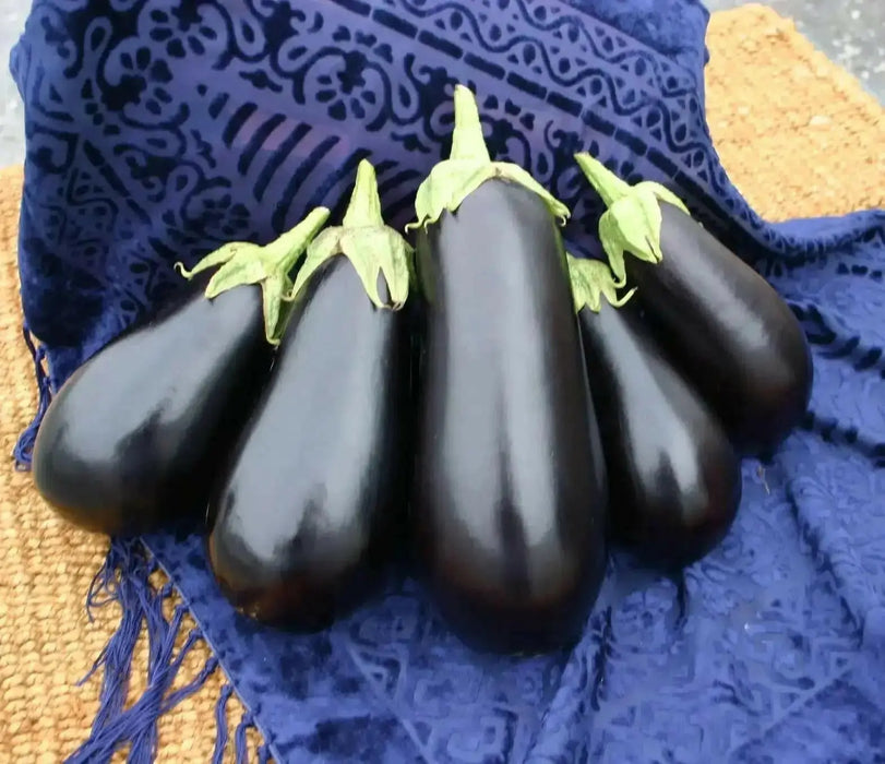 SANTANA Eggplant Seeds, ANNUAL  Vegetable - Caribbean garden seed