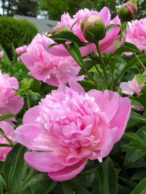 Sarah Bernhardt PEONY (Bareroots Plant) 3-4 Eyes, Perennial Shrub. - Caribbean garden seed
