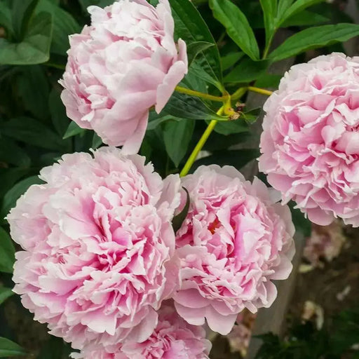 Sarah Bernhardt PEONY (Bareroots Plant) 3-4 Eyes, Perennial Shrub. - Caribbean garden seed