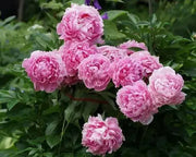 Sarah Bernhardt PEONY (Bareroots Plant) 3-4 Eyes, Perennial Shrub. - Caribbean garden seed