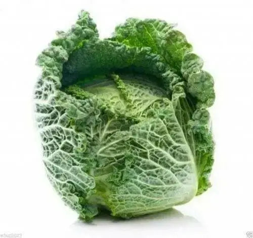 Savoy Cabbage seeds- Biennial Vegetable - Caribbean garden seed