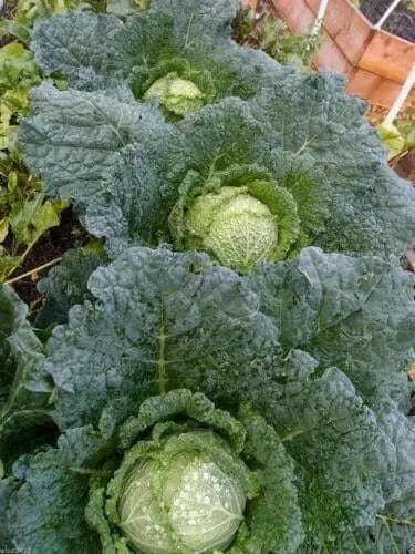 Savoy Cabbage seeds- Biennial Vegetable - Caribbean garden seed