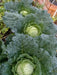 Savoy Cabbage seeds- Biennial Vegetable - Caribbean garden seed