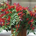 SANGRIA ORNAMENTAL  (LIVE PEPPER PLANT) - Caribbean garden seed