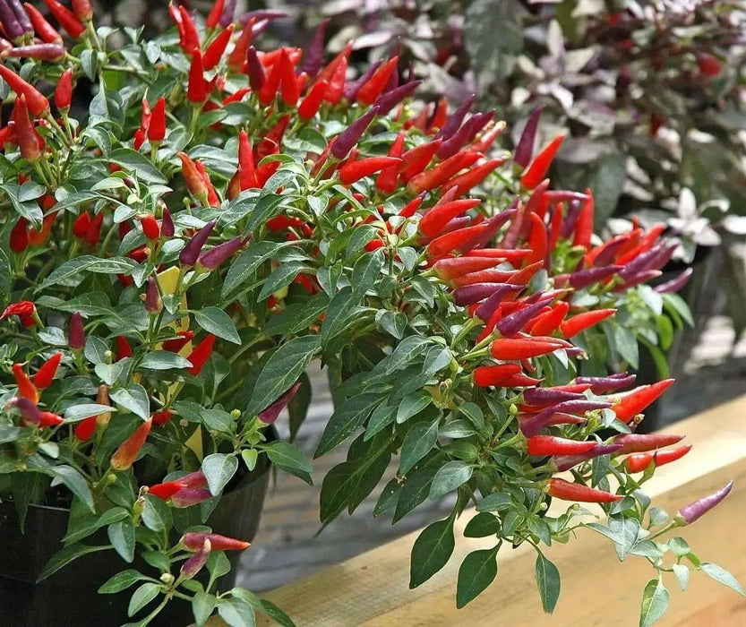 SANGRIA ORNAMENTAL  (LIVE PEPPER PLANT) - Caribbean garden seed