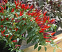 SANGRIA ORNAMENTAL  (LIVE PEPPER PLANT) - Caribbean garden seed