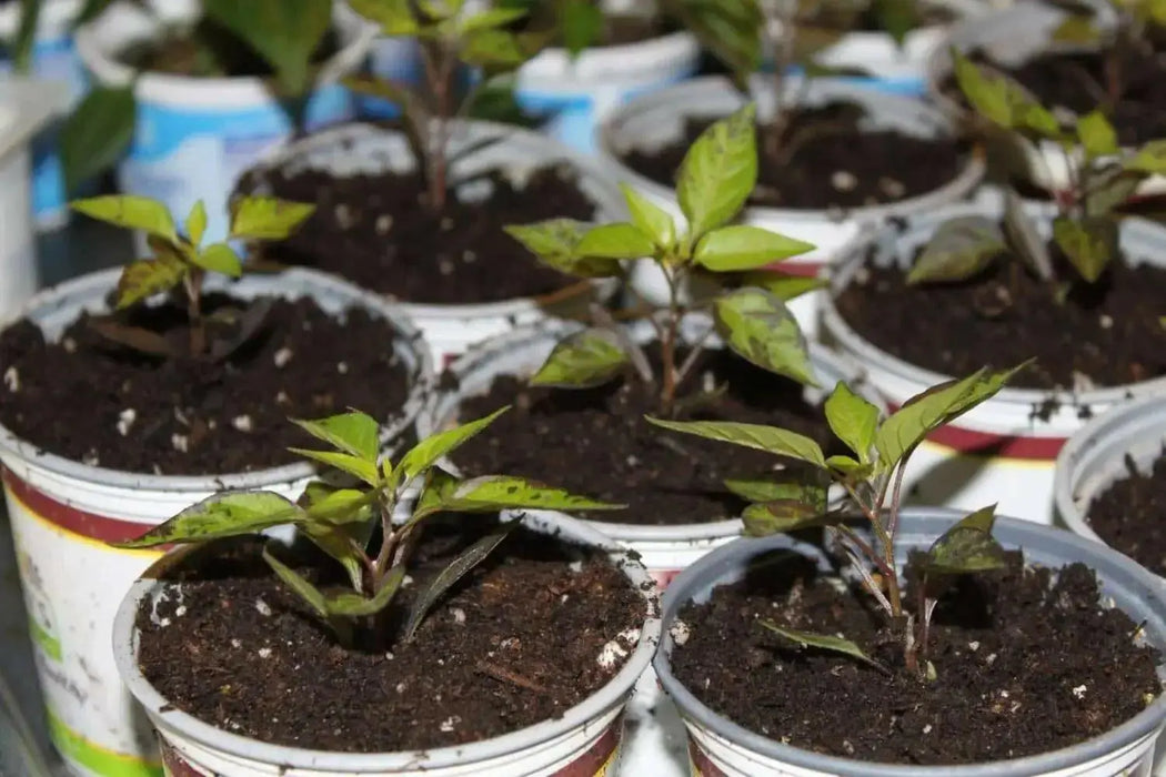 SANGRIA ORNAMENTAL  (LIVE PEPPER PLANT) - Caribbean garden seed