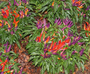 SANGRIA ORNAMENTAL  (LIVE PEPPER PLANT) - Caribbean garden seed