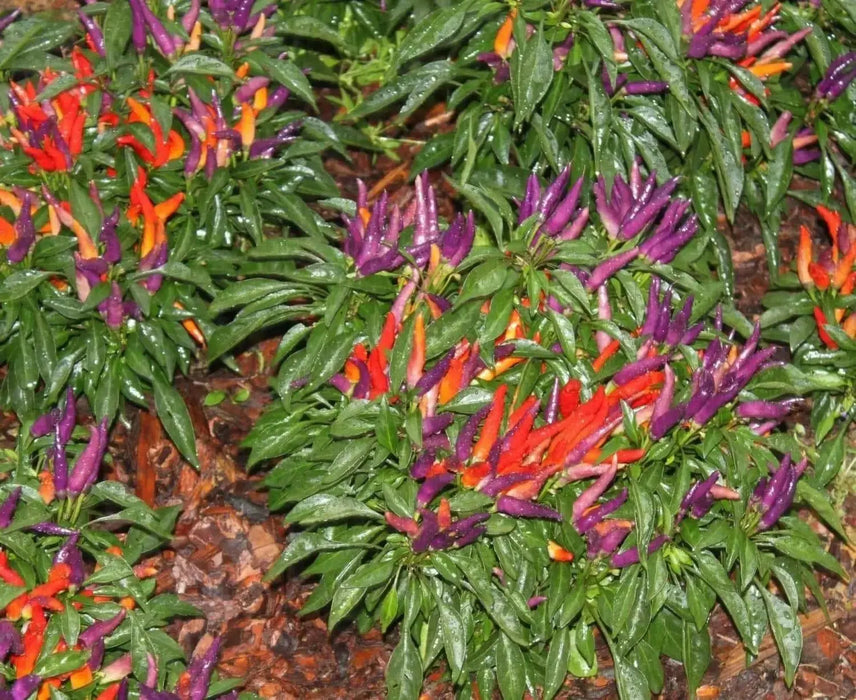 SANGRIA ORNAMENTAL  (LIVE PEPPER PLANT) - Caribbean garden seed