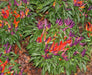 SANGRIA ORNAMENTAL  (LIVE PEPPER PLANT) - Caribbean garden seed