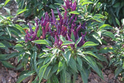 SANGRIA ORNAMENTAL  (LIVE PEPPER PLANT) - Caribbean garden seed