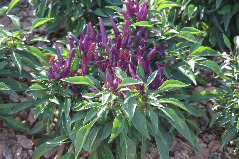 SANGRIA ORNAMENTAL  (LIVE PEPPER PLANT) - Caribbean garden seed