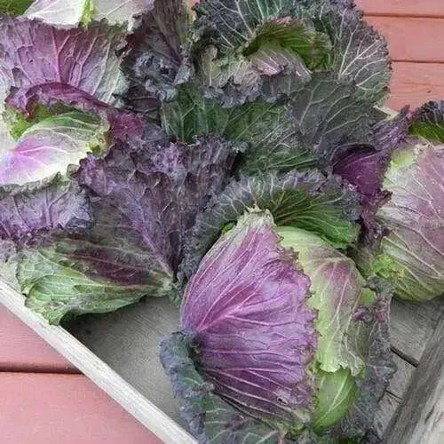 Savoy Cabbage seeds-(PURPLE) Biennial Vegetable - Caribbean garden seed