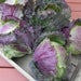 Savoy Cabbage seeds-(PURPLE) Biennial Vegetable - Caribbean garden seed