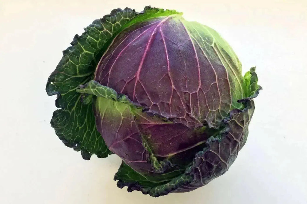 Savoy Cabbage seeds-(PURPLE) Biennial Vegetable - Caribbean garden seed