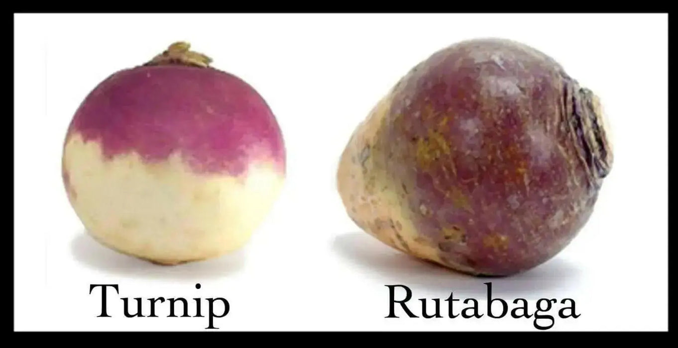 Rutabaga Turnip Seeds - Purple Top, Organic Non-GMO - Heirloom Vegetable - Caribbean garden seed