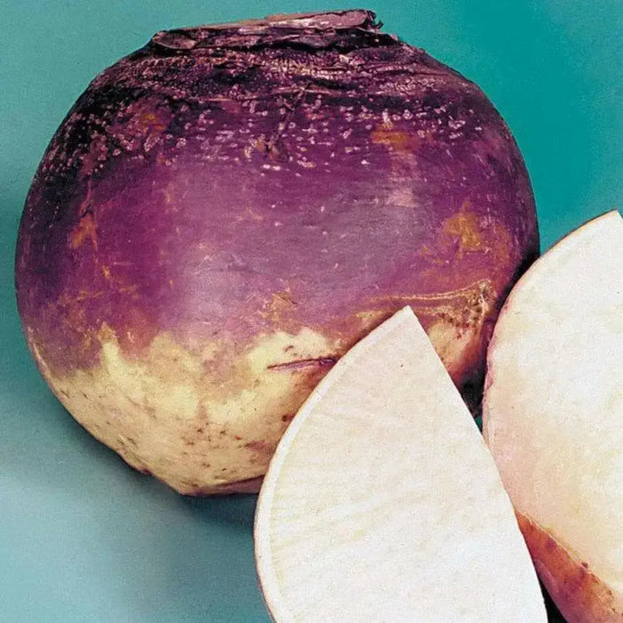 Rutabaga Turnip Seeds - Purple Top, Organic Non-GMO - Heirloom Vegetable - Caribbean garden seed