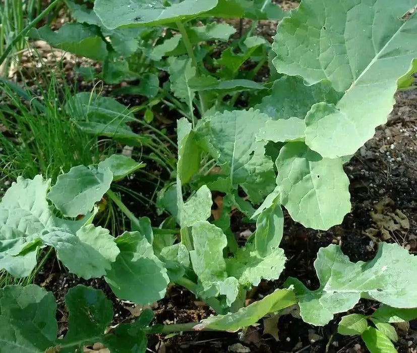 Rutabaga Turnip Seeds - Purple Top, Organic Non-GMO - Heirloom Vegetable - Caribbean garden seed