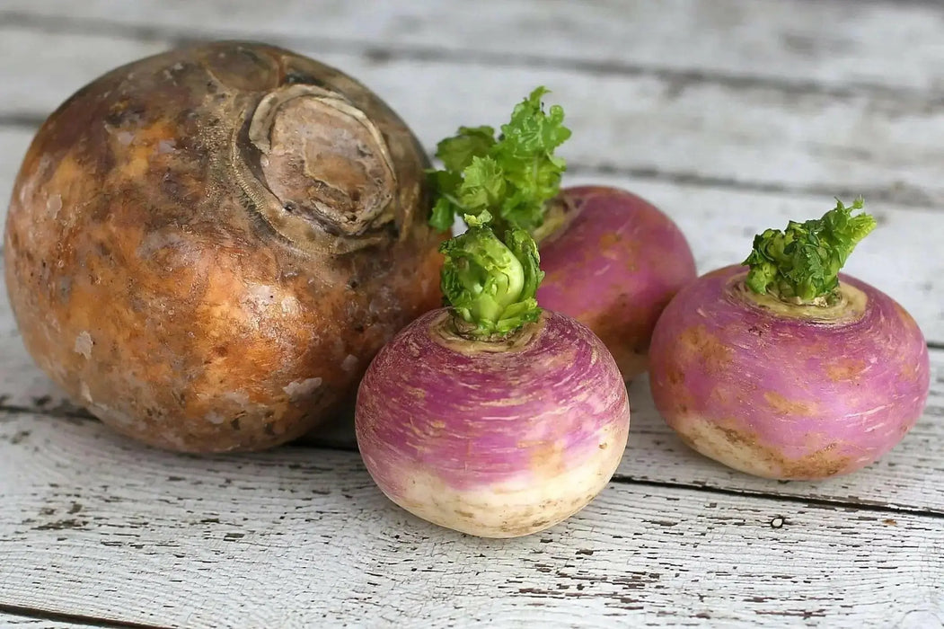 Rutabaga Turnip Seeds - Purple Top, Organic Non-GMO - Heirloom Vegetable - Caribbean garden seed