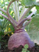 Rutabaga Turnip Seeds - Purple Top, Organic Non-GMO - Heirloom Vegetable - Caribbean garden seed
