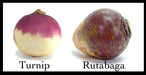 Rutabaga Turnip Seeds - Purple Top, Organic Non-GMO - Heirloom Vegetable - Caribbean garden seed