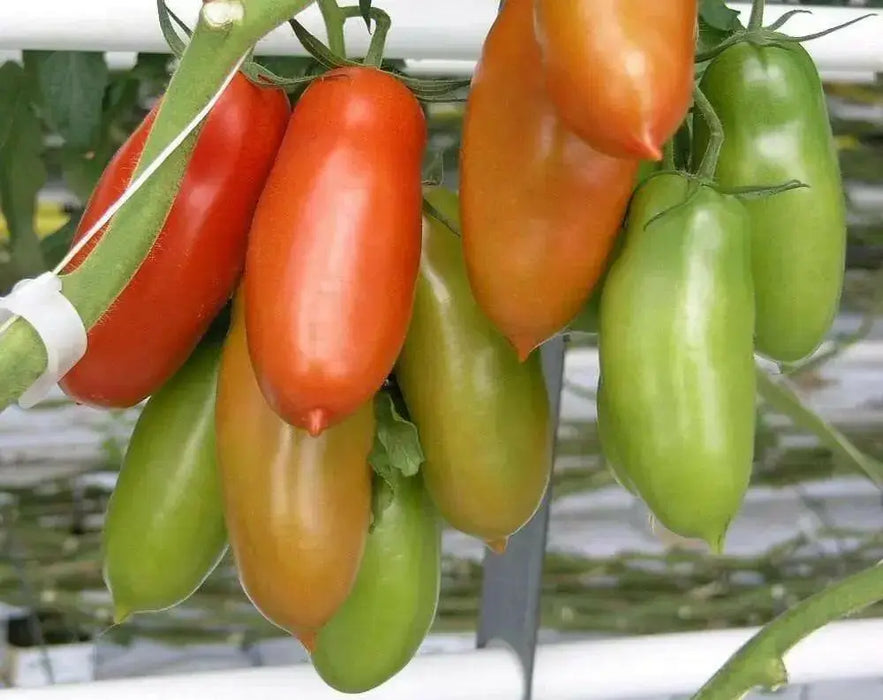 San Marzano  Tomato Seeds -Organic Heirloom Open Pollinated . - Caribbean garden seed