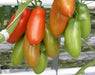 San Marzano  Tomato Seeds -Organic Heirloom Open Pollinated . - Caribbean garden seed