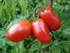 San Marzano  Tomato Seeds -Organic Heirloom Open Pollinated . - Caribbean garden seed