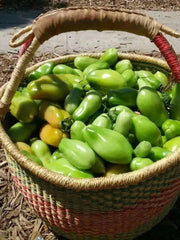 San Marzano  Tomato Seeds -Organic Heirloom Open Pollinated . - Caribbean garden seed