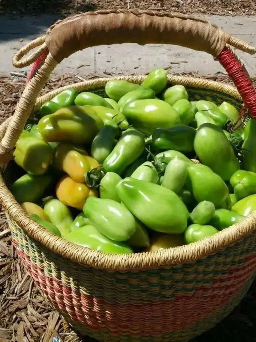 San Marzano  Tomato Seeds -Organic Heirloom Open Pollinated . - Caribbean garden seed