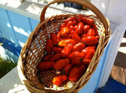 San Marzano  Tomato Seeds -Organic Heirloom Open Pollinated . - Caribbean garden seed