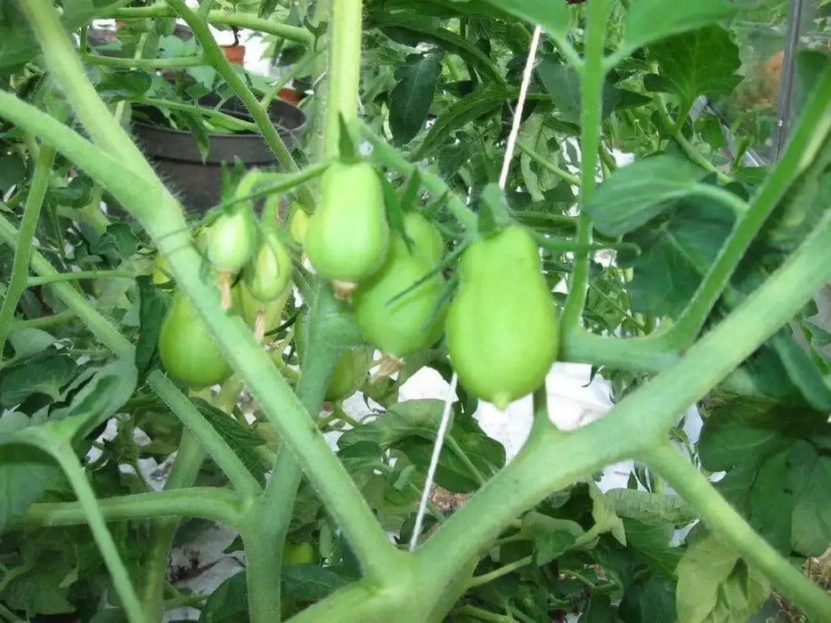 San Marzano  Tomato Seeds -Organic Heirloom Open Pollinated . - Caribbean garden seed