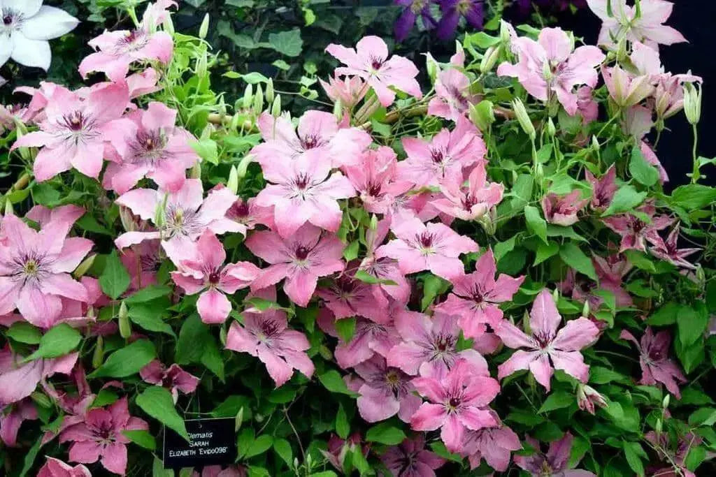 Sarah Elizabeth CLEMATIS pink FLOWERS  (STARTER PLANT) PERENNIAL VINE - Caribbean garden seed