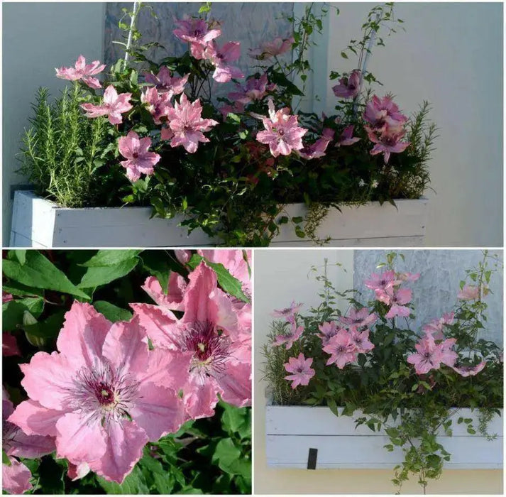 Sarah Elizabeth CLEMATIS pink FLOWERS  (STARTER PLANT) PERENNIAL VINE - Caribbean garden seed