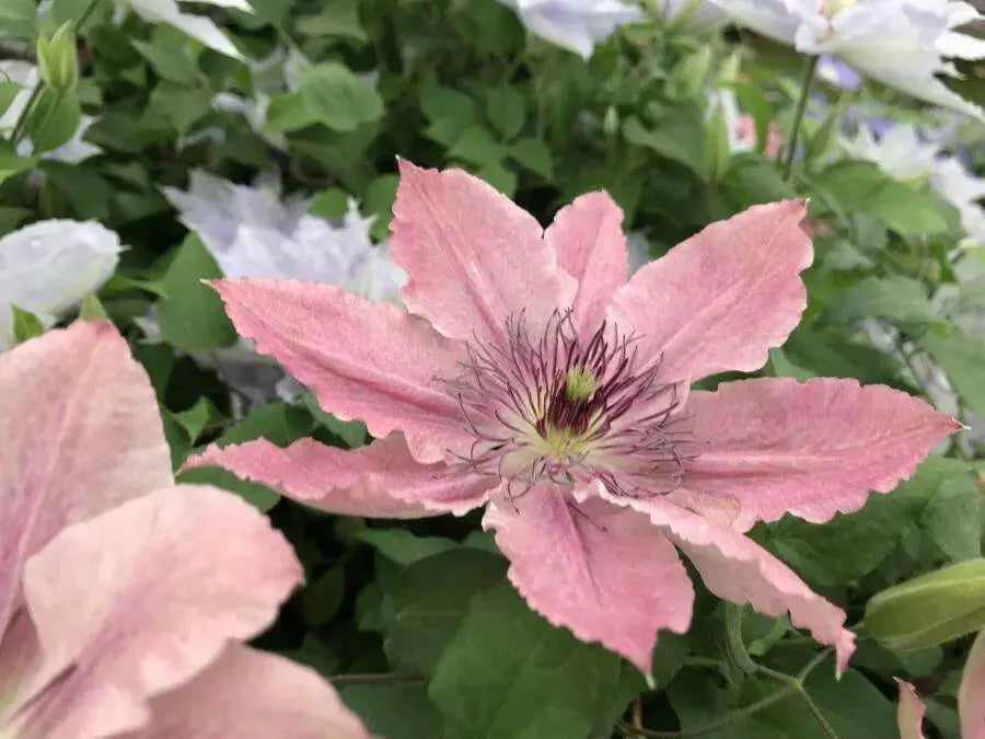 Sarah Elizabeth CLEMATIS pink FLOWERS  (STARTER PLANT) PERENNIAL VINE - Caribbean garden seed