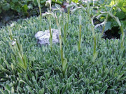 SAXIFRAGA Hostii Seeds, Succulent ,Groundcover - Caribbean garden seed