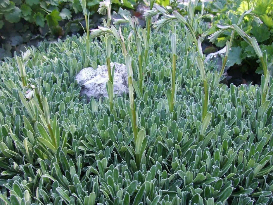 SAXIFRAGA Hostii Seeds, Succulent ,Groundcover - Caribbean garden seed