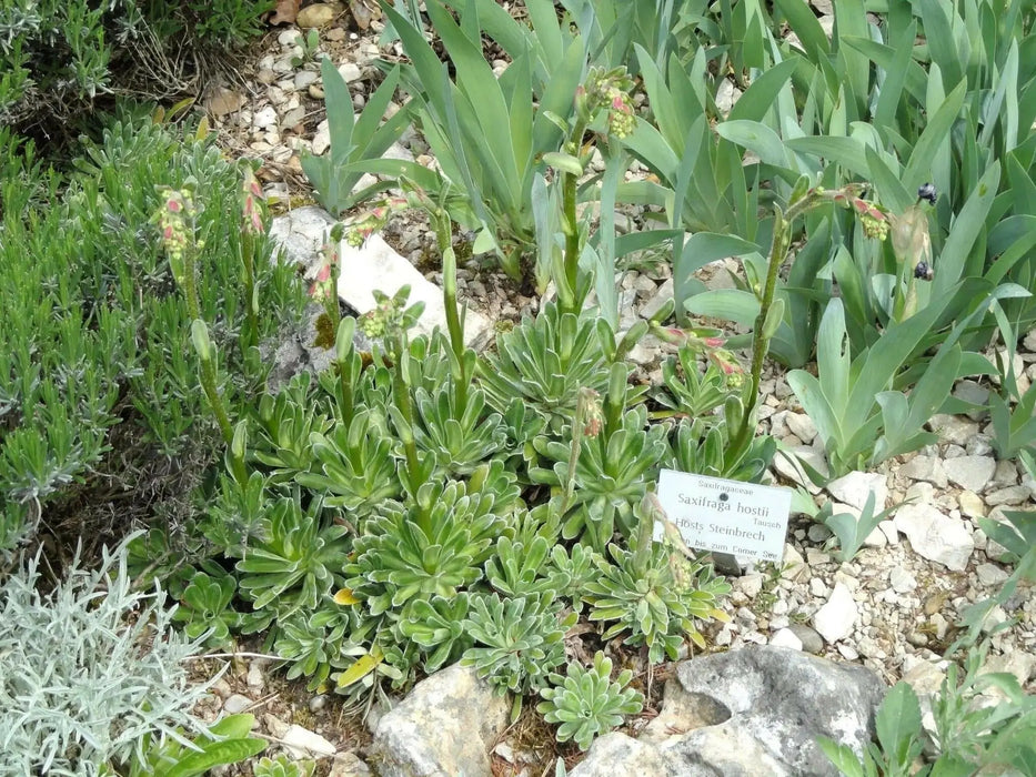 SAXIFRAGA Hostii Seeds, Succulent ,Groundcover - Caribbean garden seed