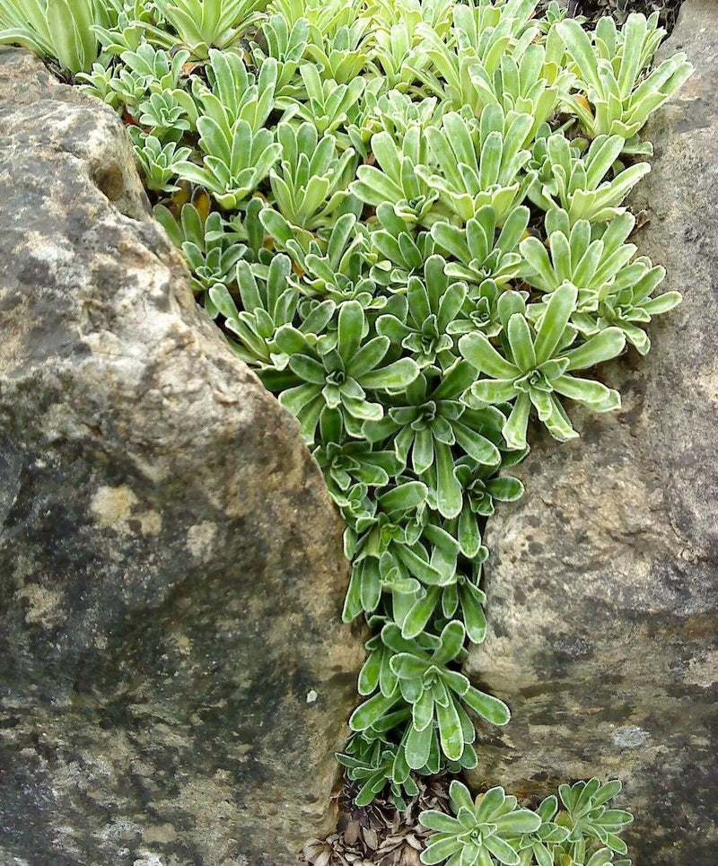 SAXIFRAGA Hostii Seeds, Succulent ,Groundcover - Caribbean garden seed