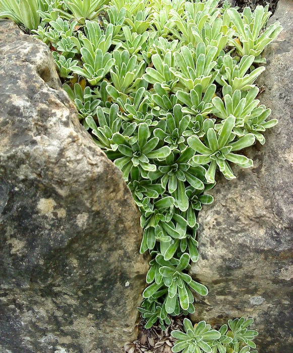 SAXIFRAGA Hostii Seeds, Succulent ,Groundcover - Caribbean garden seed