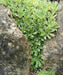 SAXIFRAGA Hostii Seeds, Succulent ,Groundcover - Caribbean garden seed