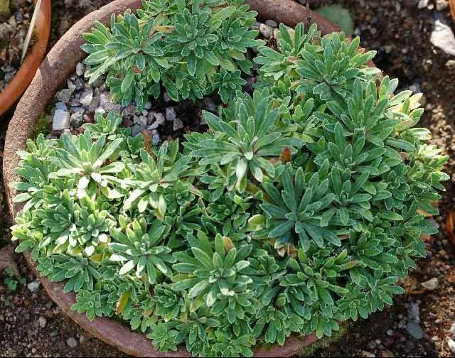 SAXIFRAGA Hostii Seeds, Succulent ,Groundcover - Caribbean garden seed