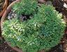 SAXIFRAGA Hostii Seeds, Succulent ,Groundcover - Caribbean garden seed