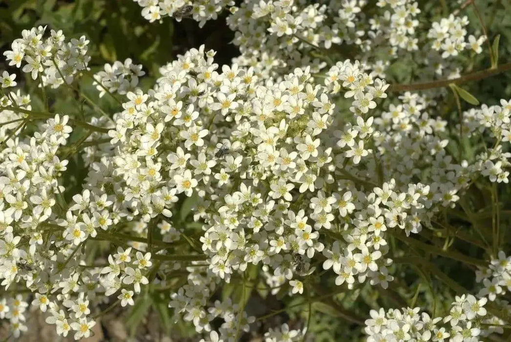 SAXIFRAGA Hostii Seeds, Succulent ,Groundcover - Caribbean garden seed