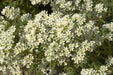 SAXIFRAGA Hostii Seeds, Succulent ,Groundcover - Caribbean garden seed